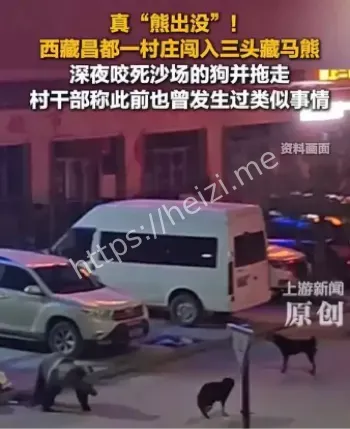 藏马熊进村咬死狗事件